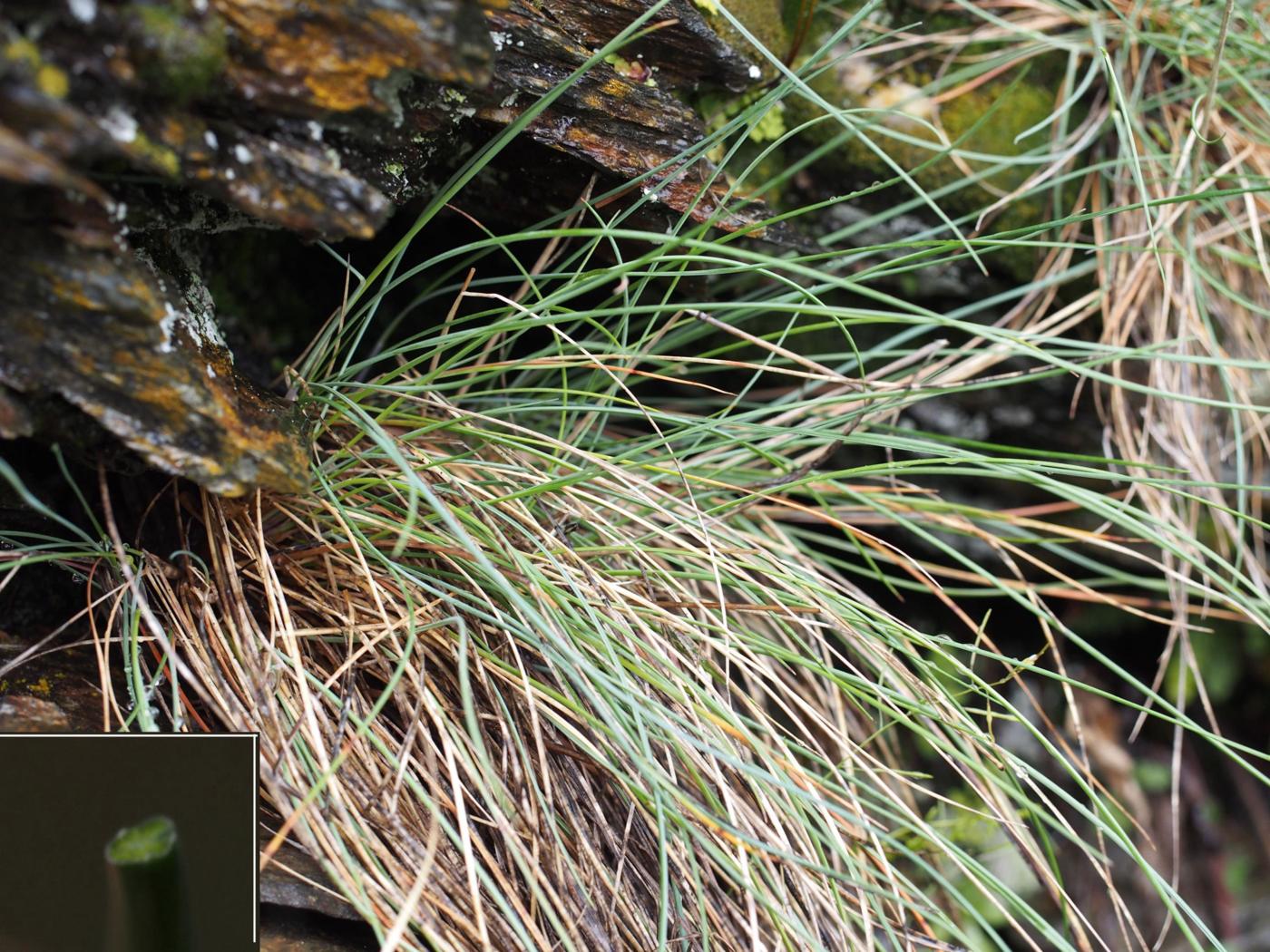 Fescue, (Auvergne) leaf